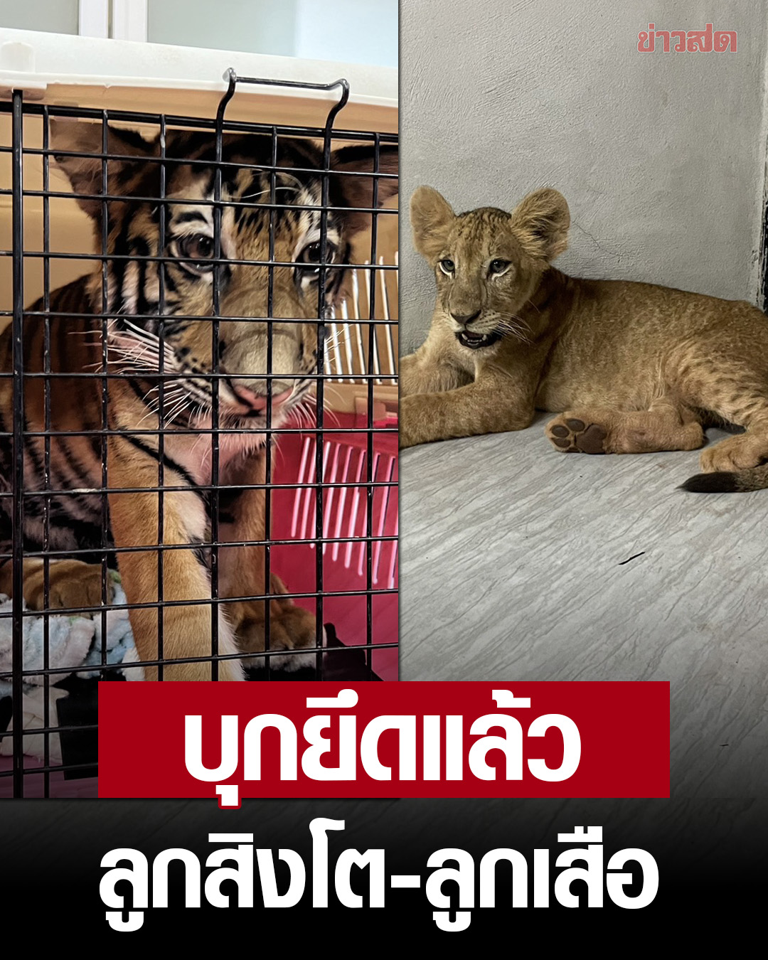 农场主未经许可非法饲养狮子老虎！目前已被捕！