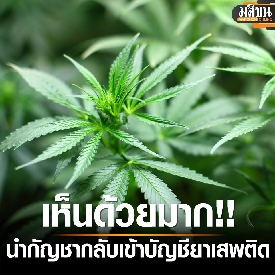 民心所向！绝大多数泰民赞同大麻重回毒品清单！