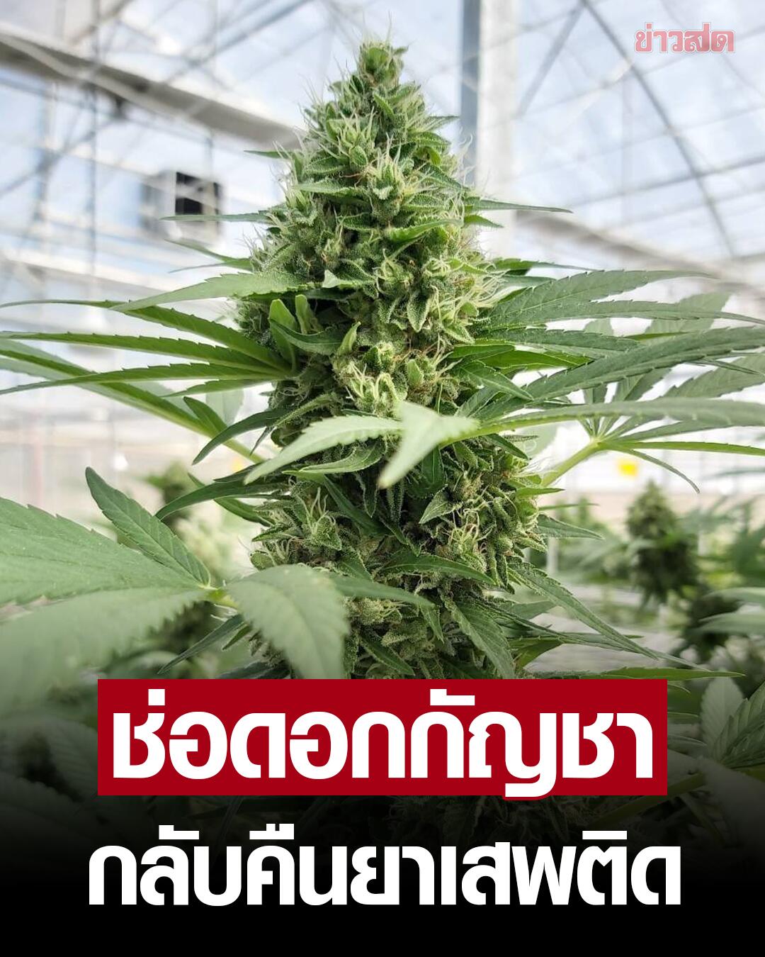 泰国卫生部跟进“大麻重回毒品”进展！拟颁布2项法规