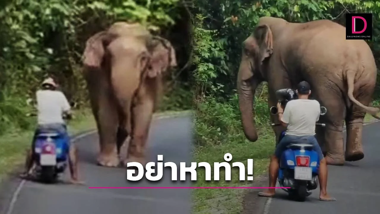 游客无视危险骑车紧追野象！泰国国家公园负责人发出警...