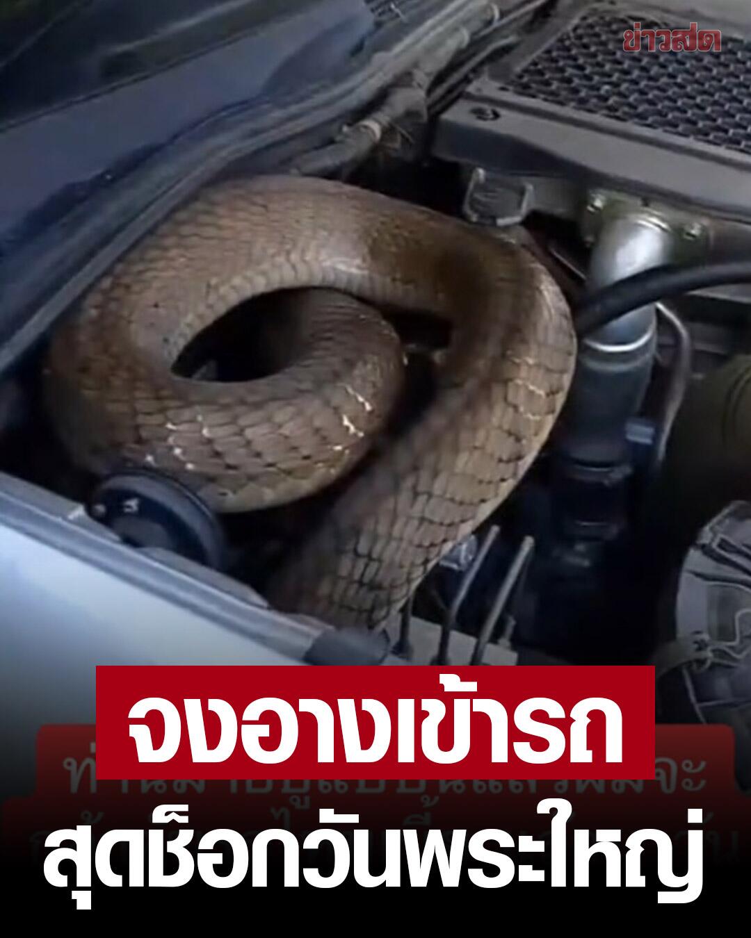 佛日送好运？泰国网友车内潜入4米长眼镜王蛇！