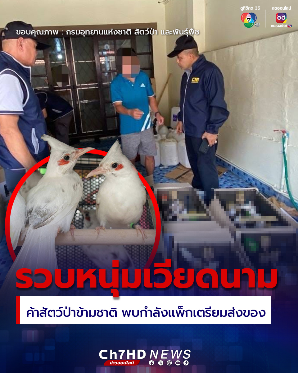 近20万打水漂！越南男子在泰非法走私58只红耳鹎被捕！