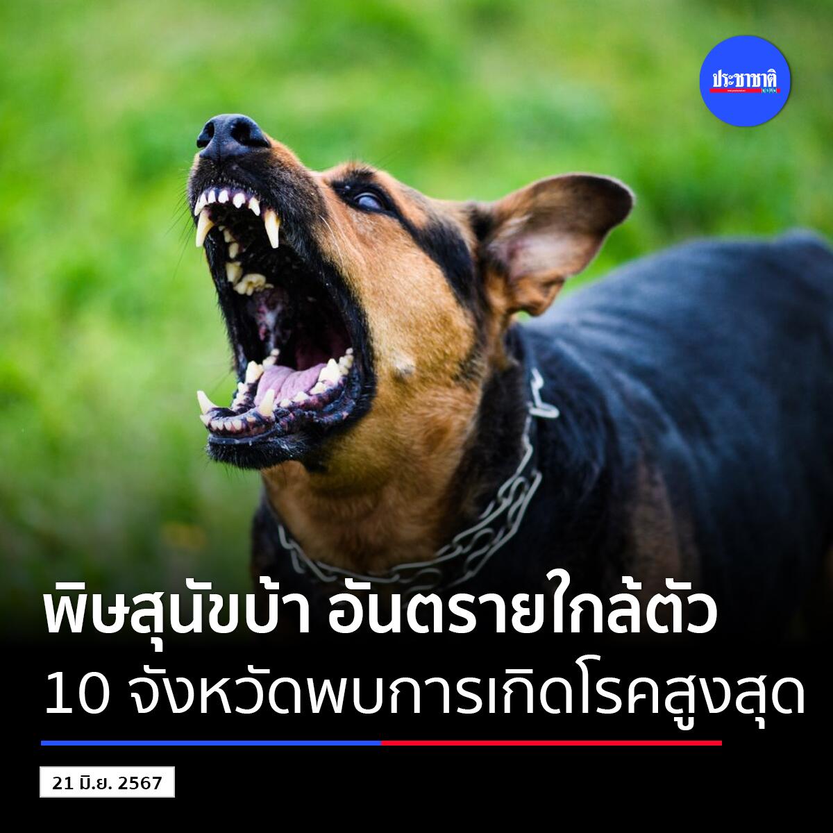 危险近在咫尺！泰国10府被列为狂犬病管制区域！