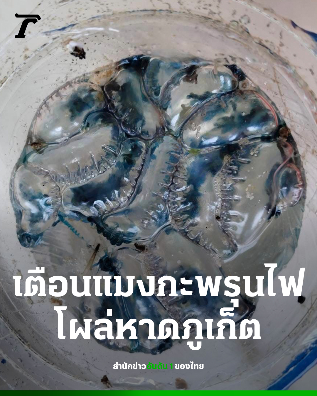 警惕！泰国普吉多个海滩发现剧毒僧帽水母！